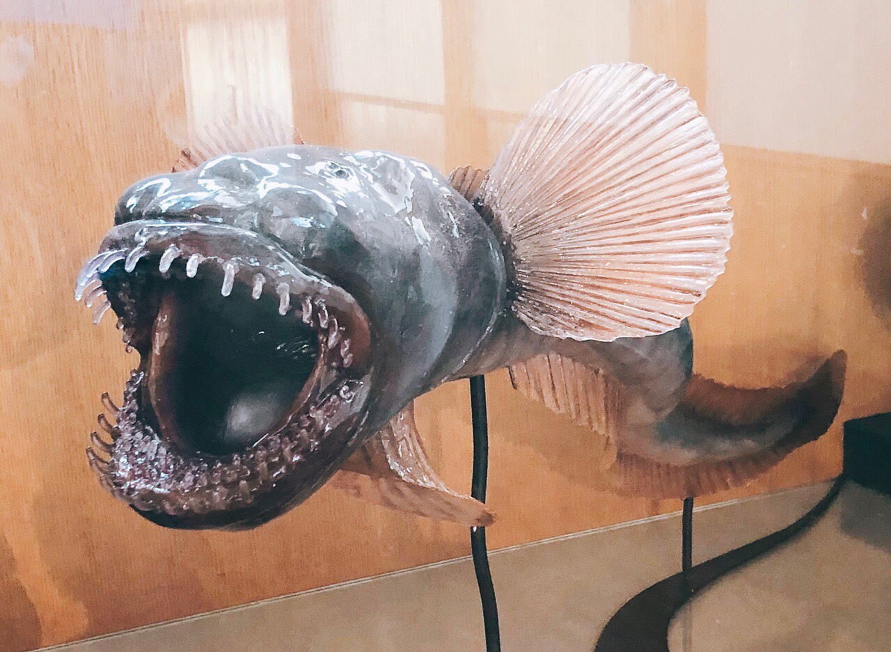 まるでエイリアン 有明海のユニークな珍魚 ワラスボ 佐賀市 九州 旅行 観光情報なら 九州旅行ナビ